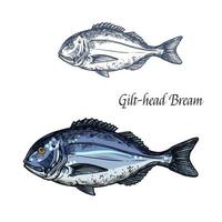 Gilt-head bream fish vector isolated sketch icon