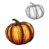 calabaza, vector, bosquejo, vegetal, icono vector