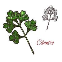 Coriander or cilantro plant sketch of spice herb vector