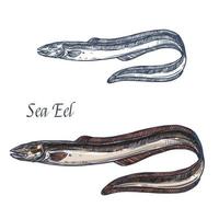 Sea eel fish vector isolated sketch icon