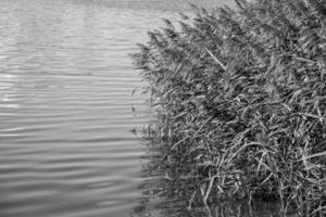 reeds in the water in the sun photo