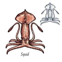 Squid isolated sketch for food design vector