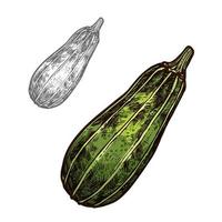 Zucchini vegetable sketch with green courgette vector