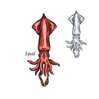 Squid sketch seafood vector isolated icon