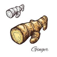 Ginger root sketch for kitchen spice and seasoning vector