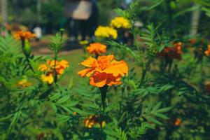 esta es una foto de la tagetes erecta o planta de caléndula con una abeja en ella.