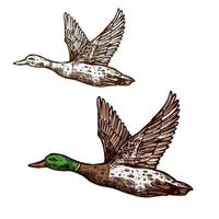 Wild duck mallard vector isolated sketch icon