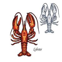 Lobster seafood vector isolated sketch icon