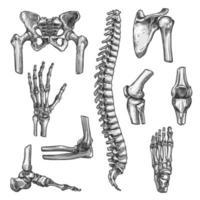 Bone and joint sketches set for medicine design vector