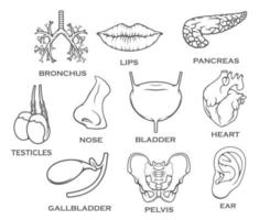 iconos vectoriales de boceto de órganos internos humanos vector