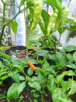fresh green chilli plants photo