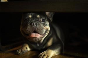 Puppy shows his tongue. Dog under chair. Animal is at home. photo