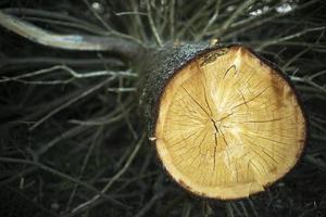 Felled tree. Annual rings on fresh saw. photo