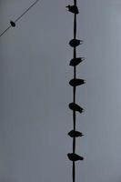 Pigeons on wire on grey day. Birds sit on cord. Grey sky. photo