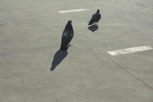 Two pigeons on asphalt. Birds walk road. photo