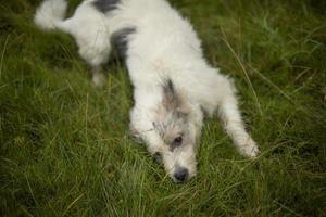 The dog is lying on the grass. Walk pet with white hair. Summer dog walking. photo