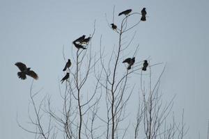 cuervos en el árbol. pájaros negros los cuervos se sientan en las ramas. foto