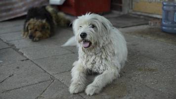 perro con bata blanca. puerta de protección para mascotas. foto