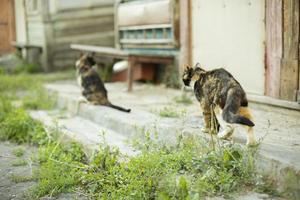 gatos afuera en verano. gatos en el pueblo. mascotas de jardín. foto