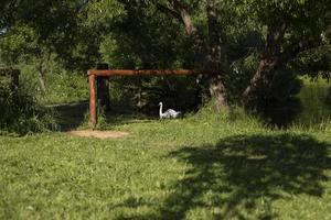 cisne en estanque. ver en el parque. detalles del área de recreación en el bosque. foto