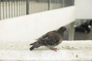 paloma enferma pájaro de la ciudad. foto