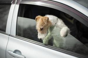 Dog looks out of car window. Animal in transport. photo