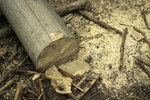 A sawn log. A tree in the forest. photo