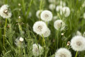 Dandelions in field. Plant in spring. Details of summer nature. photo