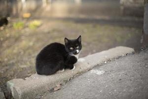 gato en la calle. el gatito sin hogar es negro. foto