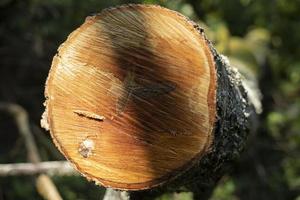 Cutting down tree in forest. Sawing of log house. Trunk trimming. Sawmill parts. photo