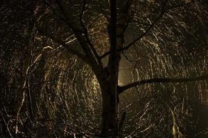 Tree in dark in electric light. Circles around tree. Drops on branches.