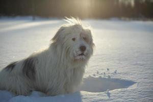 perro en la nieve. caminar con mascota. perro con pelo blanco en invierno en el parque. foto