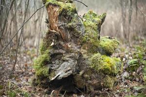 Root of tree in forest. Fallen tree. Details of nature. Dry stump. Moss on trunk. photo