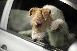 Dog looks out of car window. Animal in transport. photo