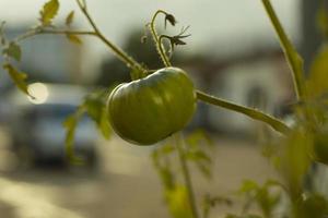 Tomatoes on a branch. Unripe tomatoes grow from pots. Growing vegetables at home. photo