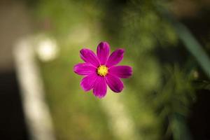 flor en verano. flor morada con centro amarillo. foto