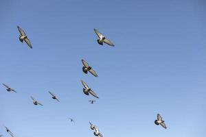 Pigeons fly in sky. Birds in flight. photo