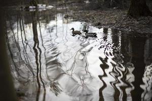 Two ducks are swimming. Birds on water. photo