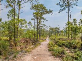 Loei.Thailand-17 Feb 2019.Unacquainted Tourist waiting on Nature trail at Phu Kradueng mountain national park in Loei City Thailand.Phu Kradueng mountain national park the famous Travel destination photo