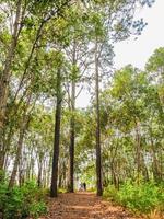 Unacquainted Tourist waiting on Nature trail  at Phu Kradueng mountain national park in Loei City Thailand.Phu Kradueng mountain national park the famous Travel destination photo