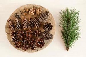 Different cones of coniferous tree and branche of pine on the white wooden background, top view. photo