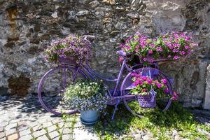 2022 06 12 Levico purple bicycle photo