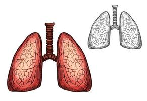 Lung organ of human anatomy isolated sketch vector