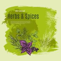 Vector natural spices and herbs poster for shop