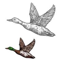 Duck bird sketch of wild or farm waterfowl animal vector