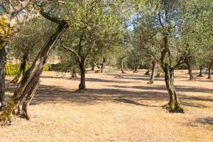 Olive tree cultivation in Italy. Organic outdoor plantation in rural scenery location. photo