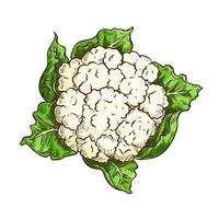 coliflor, repollo, vegetal, aislado, bosquejo vector