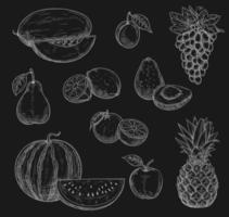 Vector chalk sketch icons of exotic fruits