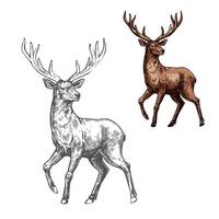 Deer, reindeer or elk sketch of wild mammal animal vector