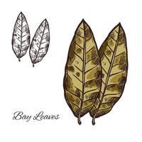 Bay leaf sketch for spice or seasoning design vector